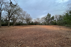 forrestry-mul-4_original